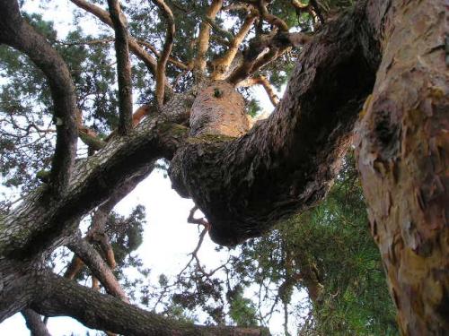 Borovice - pohled do&nbsp;koruny stromu